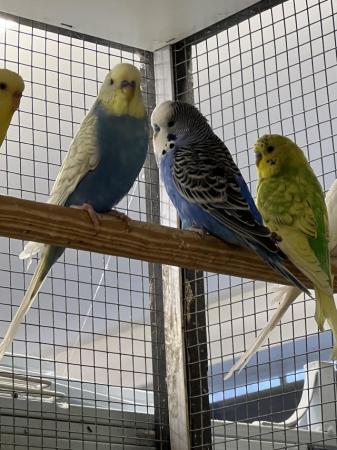 Image 1 of Adult budgies for sale various colours