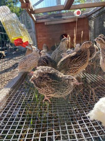 Image 2 of Japanese quail (coturnix) hens at pol