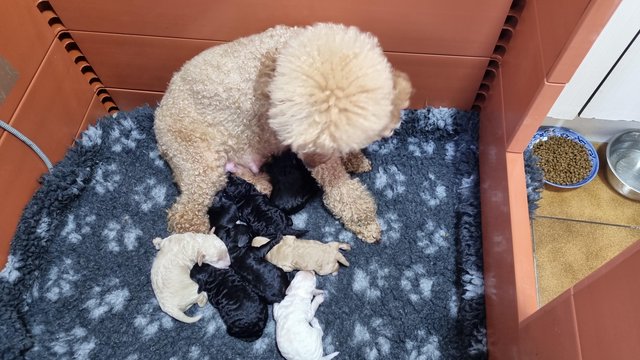 Image 3 of Toy poodle puppies.  Male and female