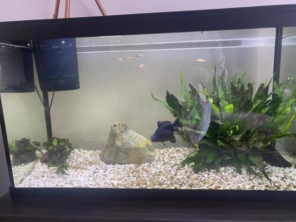 Image 2 of Fish tank for sale, 110 litres, excellent condition