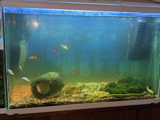 Preview of the first image of 3 x Tropical Fish Aquarium's for sale options.
