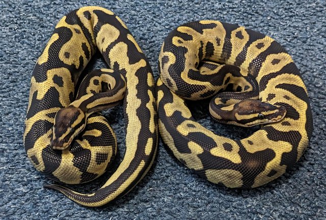 Image 3 of Various Royal Pythons, proven adults and surplus hatchlings