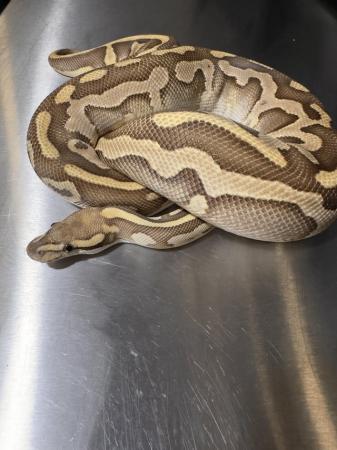 Image 4 of Royal Pythons available