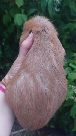 Image 7 of Guinea pigs Cavys various ages,  boys and girls available