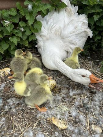 Image 2 of Sebastapol goslings both male and females