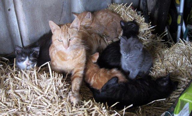 Image 1 of Beautiful Well Reared Friendly Kittens