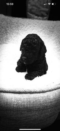 Image 3 of 7 weeks old toy poodle puppy kc registered 1 male available