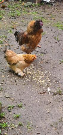 Image 1 of beautiful hen and stunning chicken couple