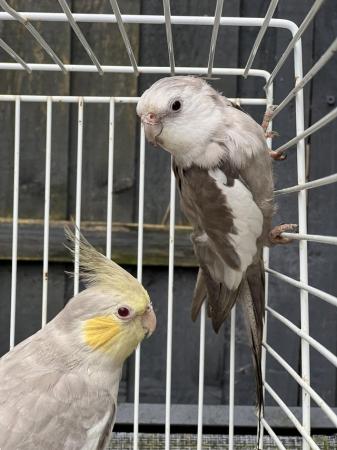 Image 16 of Quality Baby & Adult breeding cockatiels - Various Colours