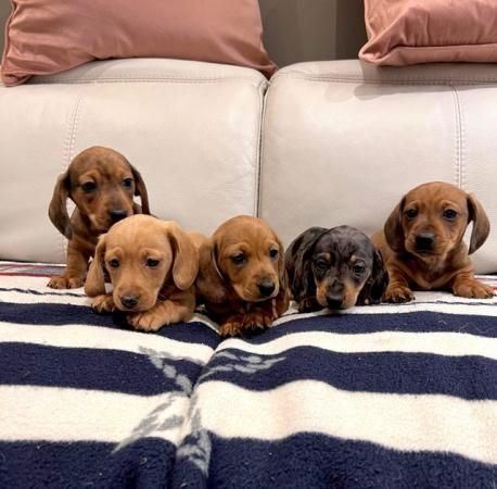 Miniature Smooth Haired Dachshund Puppies for sale in Darvel, East Ayrshire