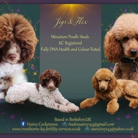 Image 1 of 2 Kc registered miniature poodles