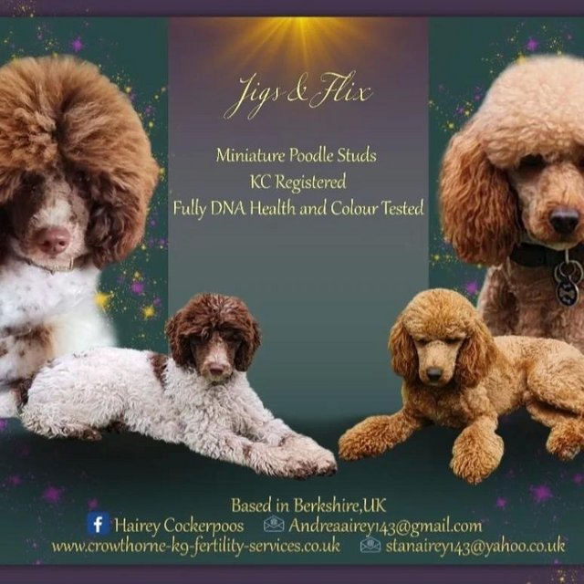 Preview of the first image of 2 Kc registered miniature poodles.