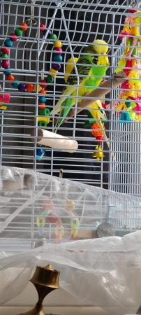 Image 5 of 2 budgies with cage for sale