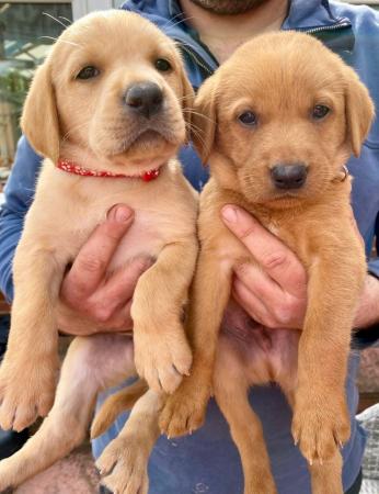 Image 7 of Fox red and Yellow labrador puppies. KC registered
