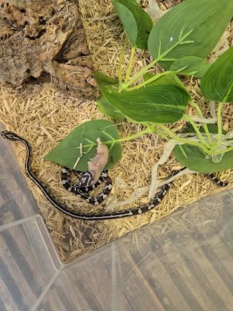 Image 15 of Baby anery Corn Snakes available