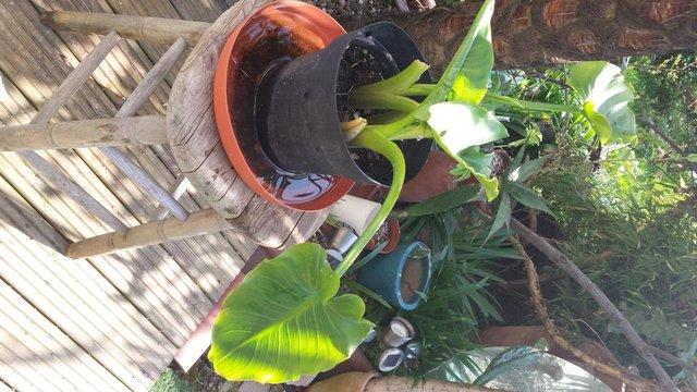 Image 3 of Arum or Lily of the Nile Plants