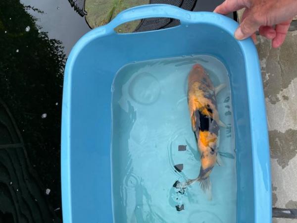 Image 4 of Jaapanese Koi reared from Fry