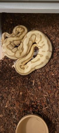 Image 1 of Various Ball Pythons For Sale