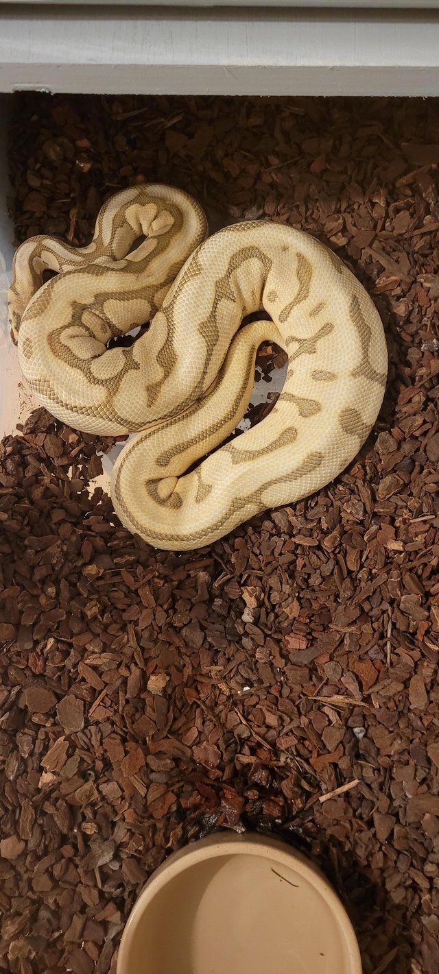 Preview of the first image of Various Ball Pythons For Sale.