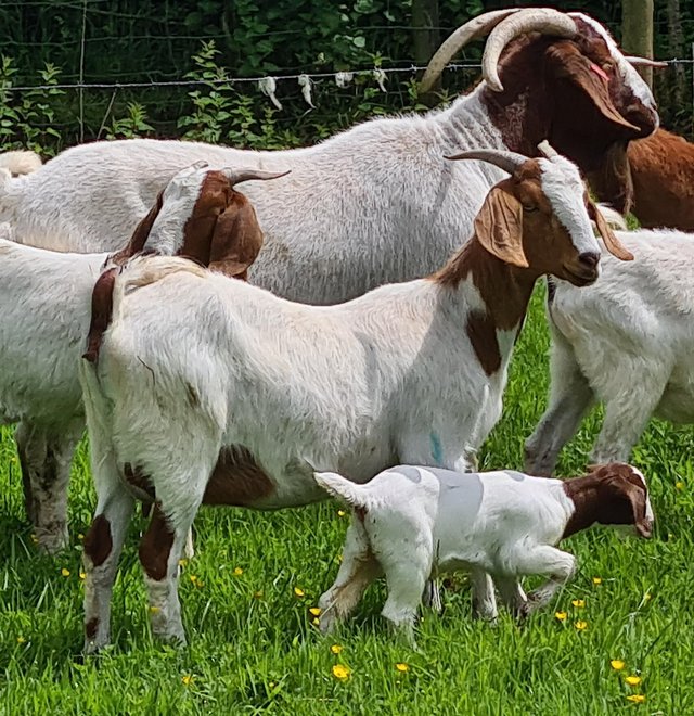 Preview of the first image of Boer Cross Nanny Goat with Nanny kid.