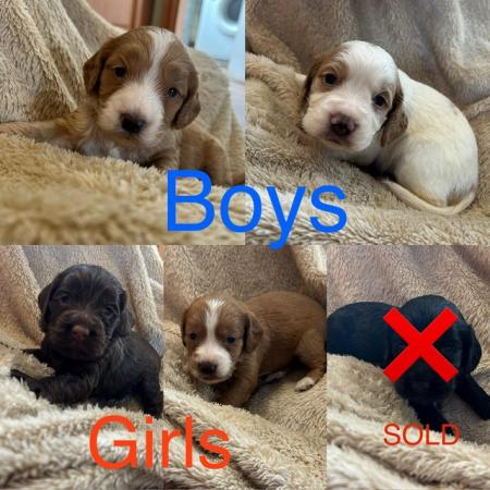 Image 11 of Cockapoo puppies- last pup available- now reduced
