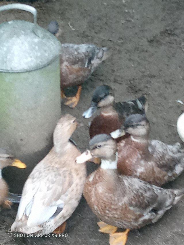 Preview of the first image of Call ducks hatched July for sale.
