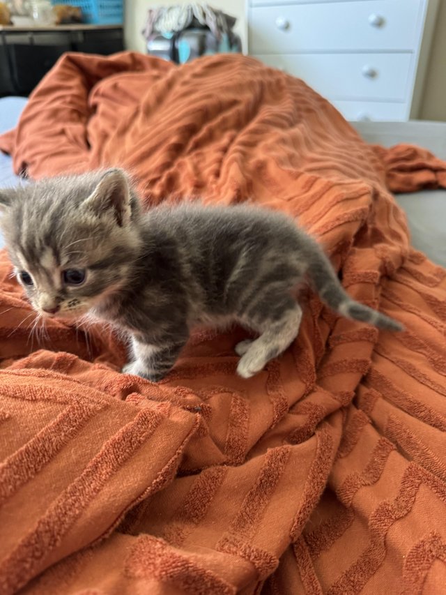 Preview of the first image of 8 week old male grey tabby kitten.