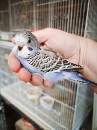 Image 13 of Baby hand tamed budgies for sale