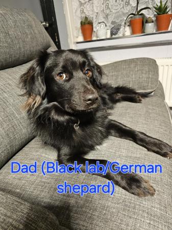 Image 2 of 8 week German shepard black lab border collie puppies
