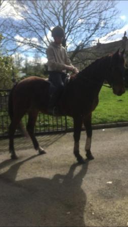 Image 3 of Beautiful tb x gelding for sale