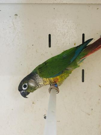 Image 3 of Yellow sided Conures’s available