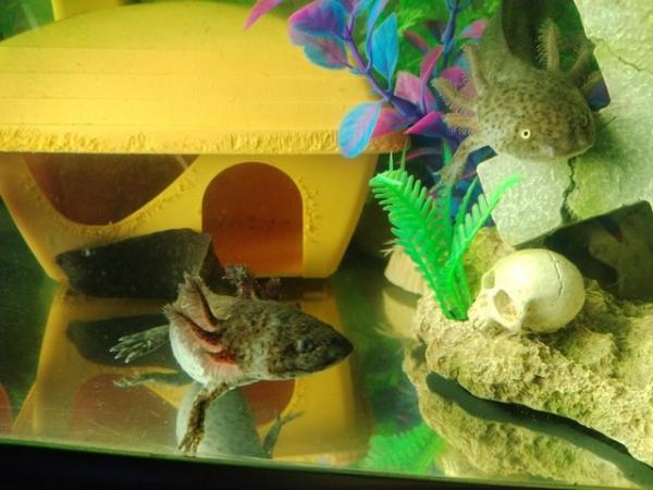 Image 5 of Axolotls £5 each x2 Wild Types. Coldwater
