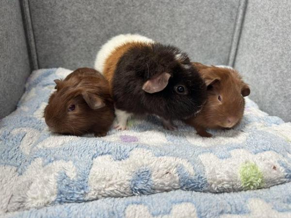 Image 5 of Guinea pigs baby boars / Teddy