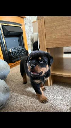 Image 2 of Rottweiler puppies KC registered Ready Now