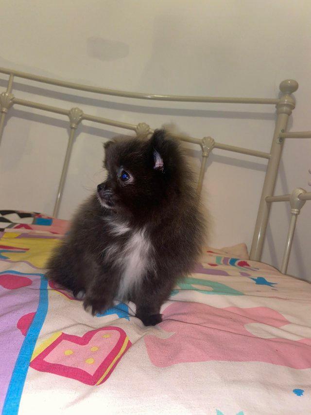 Preview of the first image of Blue Pomeranian female 6months.