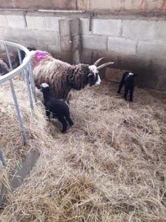 Image 2 of 2 jacob ewes with 4 lambs