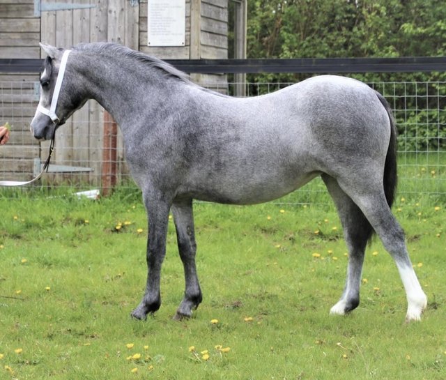 Preview of the first image of Showy Welsh Section A Filly.
