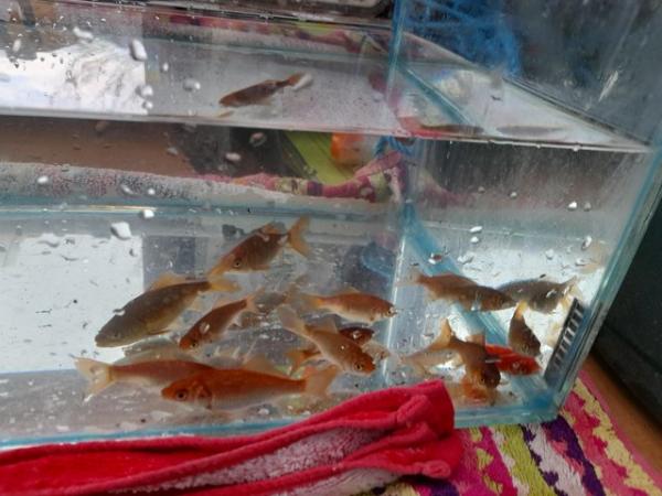 Image 3 of Multiple baby goldfish for sale