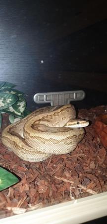 Image 3 of Female Royal Python 5 years old