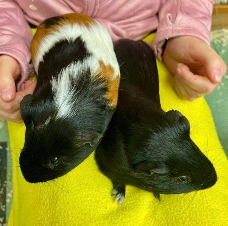 Image 1 of Rescue Guinea Pigs (with advice and guidance) for Adoption