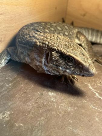 Image 3 of Bosc monitor for sale with full setup