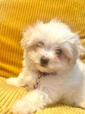 Image 1 of Only 1 Puppy Left! “Maltichon Puppies “ Bichon X Maltese
