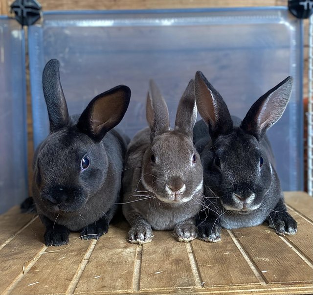 Preview of the first image of 3 Young Mini Rex Rabbits available 1 doe 2 bucks.