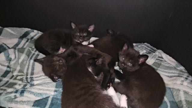 Image 8 of Female Kittens Looking For Loving Homes