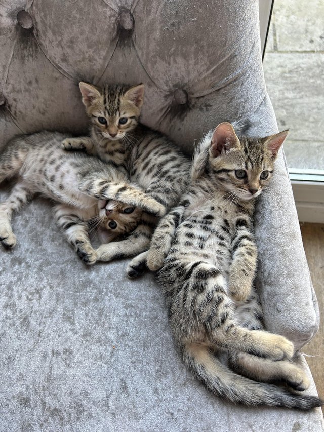 Preview of the first image of 3 Bengal cross kittens for sale.