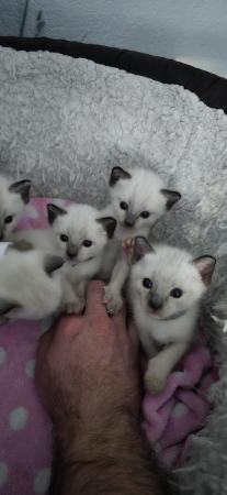 Image 1 of 5 Male Siamese kittens for sale - 4 LEFT - WHITE SOLD