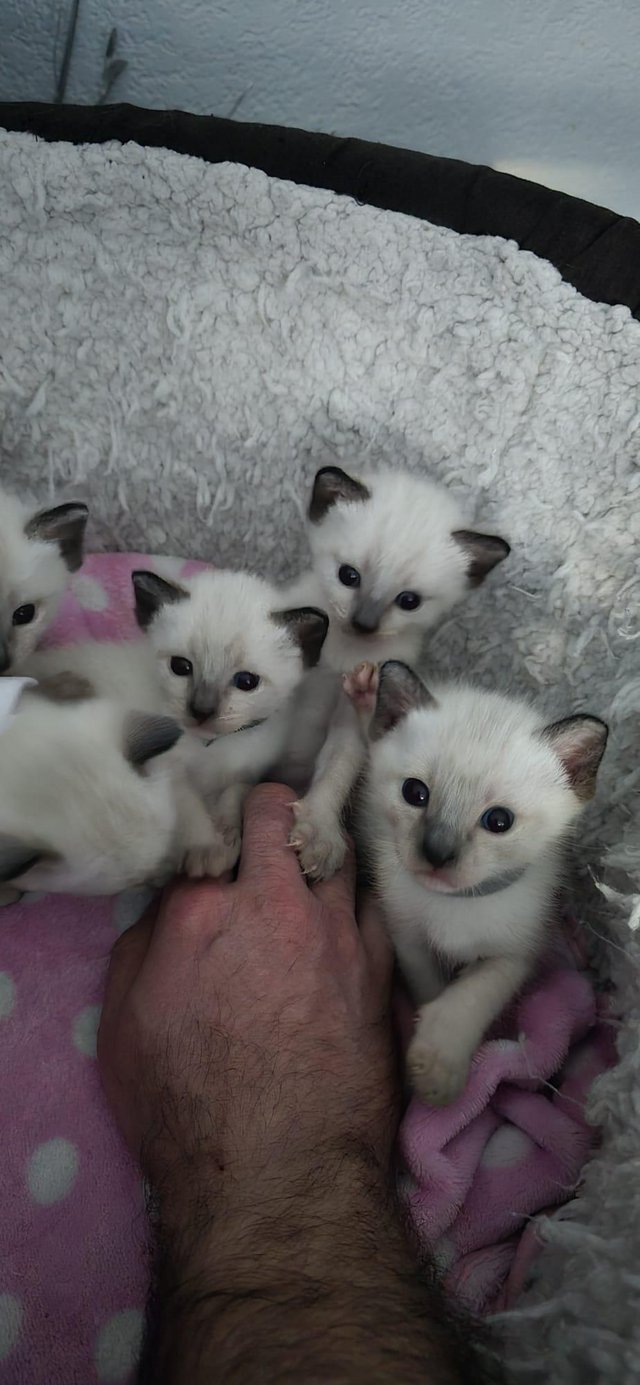 Preview of the first image of 5 Male Siamese kittens for sale - 2 LEFT - RED and GREEN.