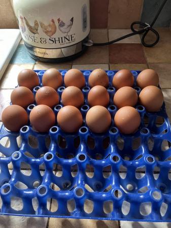Image 3 of Welsummer partridge LF hatching eggs £2 each