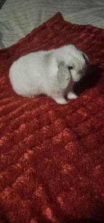 Image 2 of House rabbit seal point mini lop