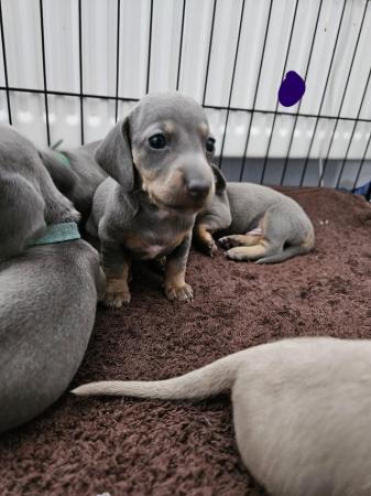 Image 12 of Miniature Dachshund Puppies